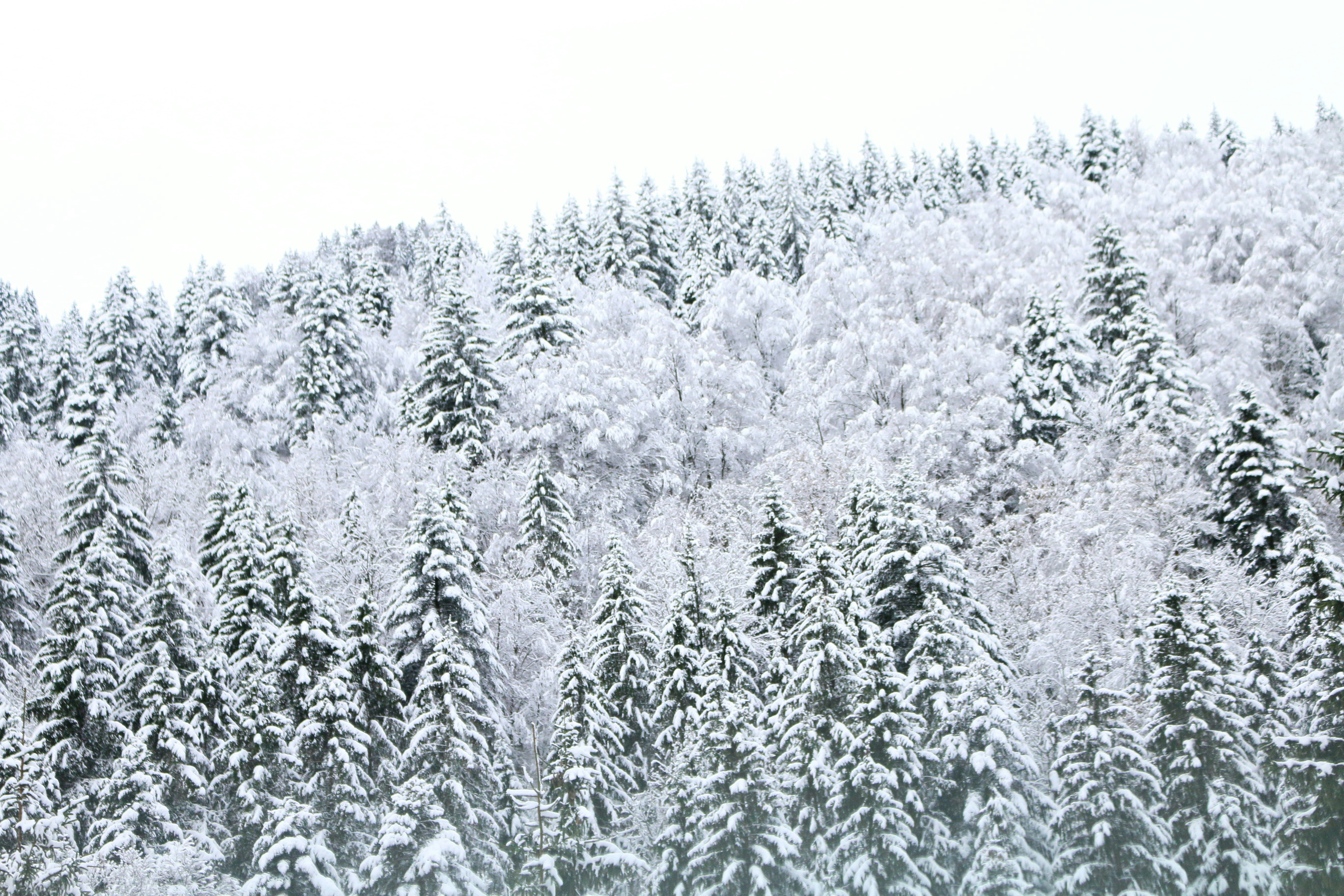 Free Unsplash photo from Kangaroo Court