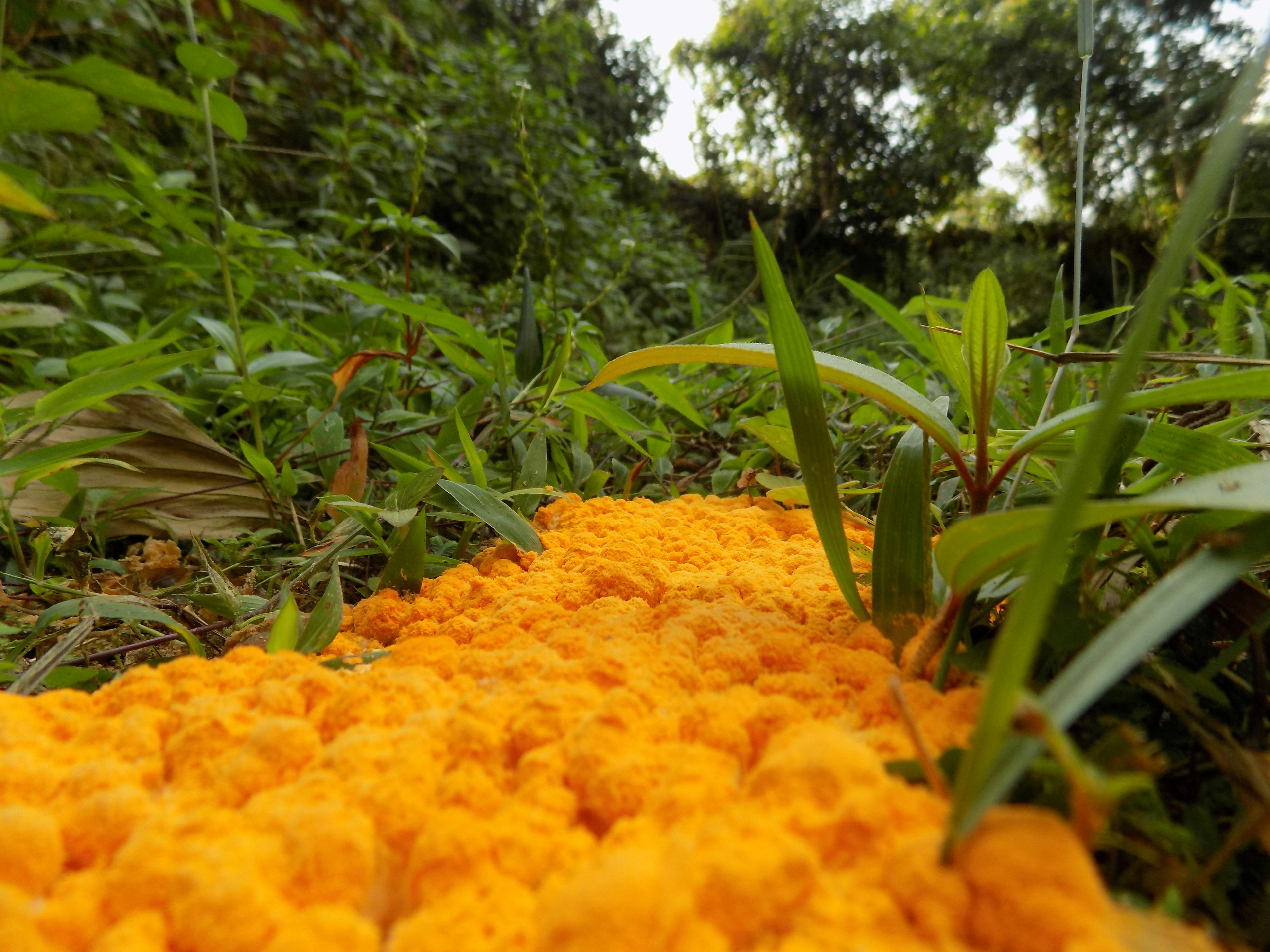 Free Unsplash photo from sudheera niranjana