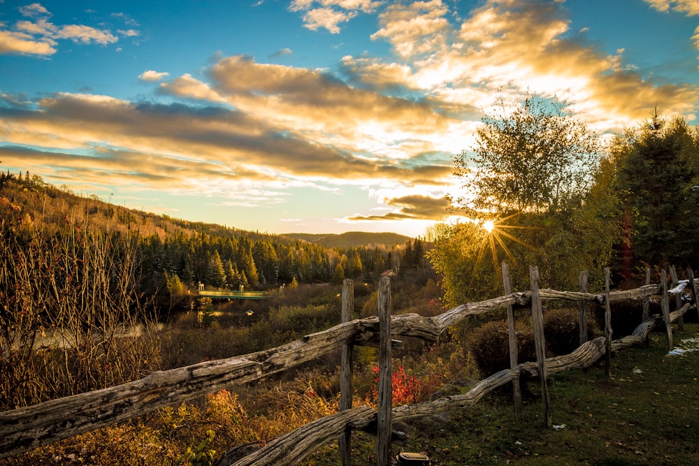 landscape photography of green trees