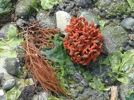 Close-up of vibrant red coralline algae growing on rocky French coastal waters.