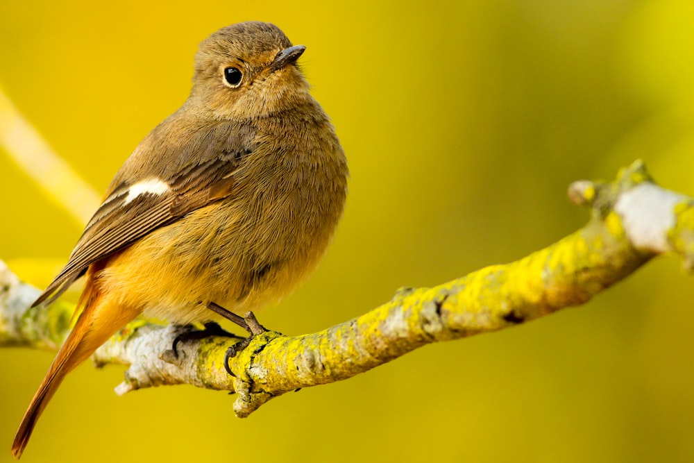 oiseau brun sur la branche d’arbre photographie peu profonde