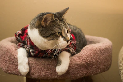 A cat perched on a windowsill wearing a soft, colorful sweater with intricate patterns.