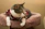 A sleek cat lounging on a vibrant cushion, dressed in a custom-fitted, stylish sweater.