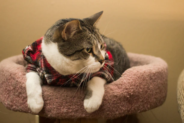 A playful cat dressed in a vibrant, cozy sweater, lounging on a soft cushion.