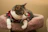 A sleek cat lounging comfortably on a couch, dressed in a vibrant custom sweater.