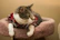 A sleek cat lounging comfortably on a couch, dressed in a vibrant custom sweater.