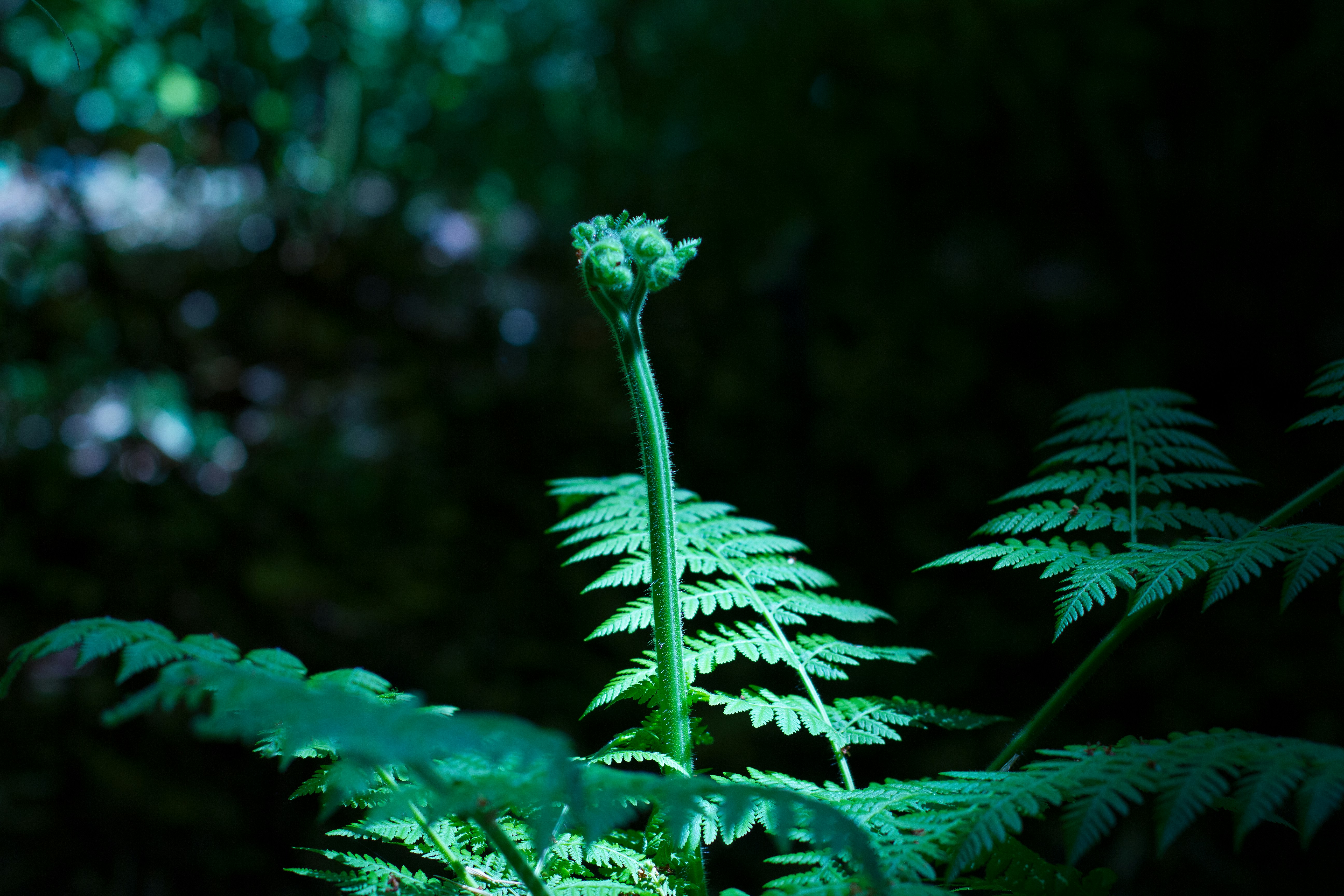 Free Unsplash photo from Rushi Mahant