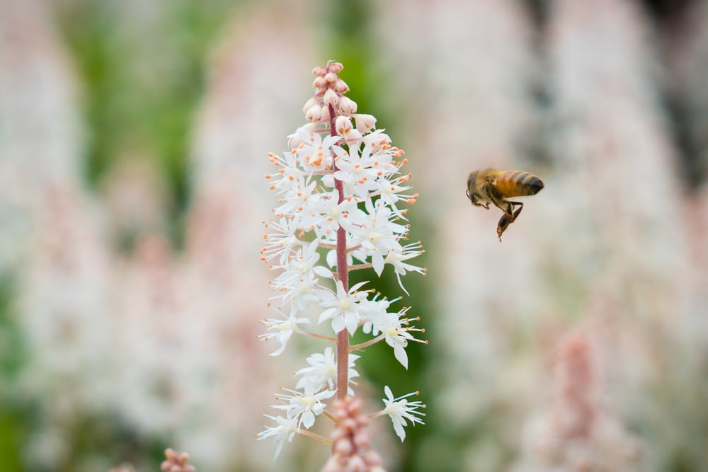 bee in front of white flowers