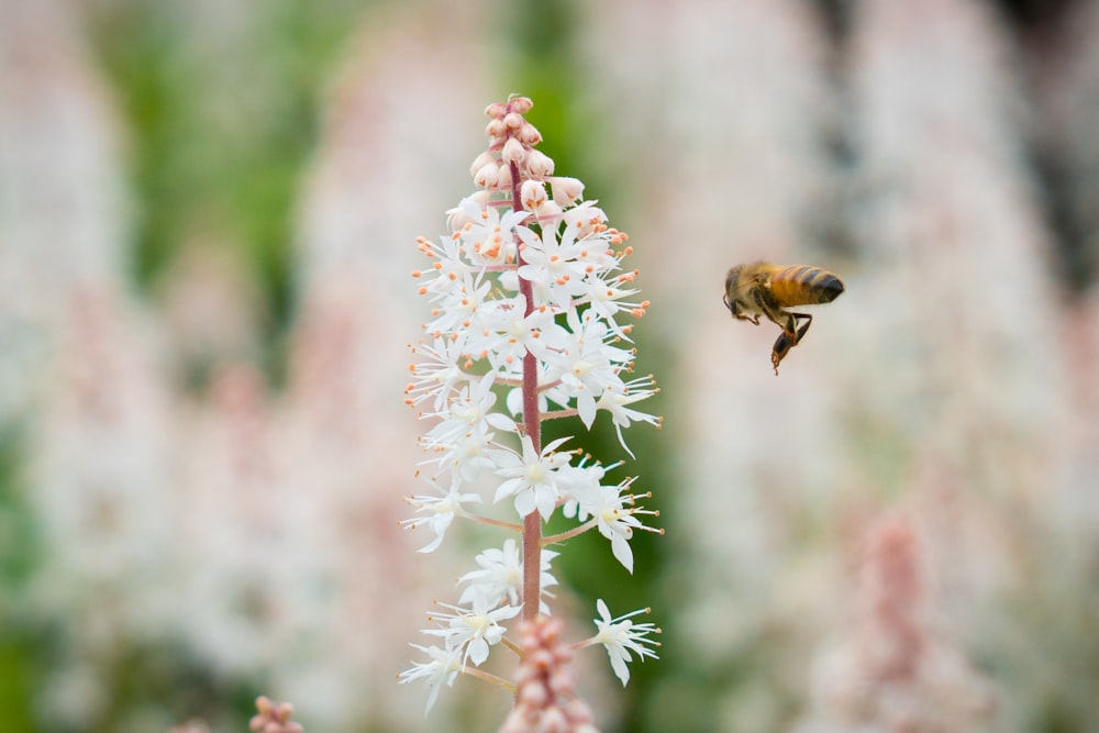 Biene vor weißen Blüten