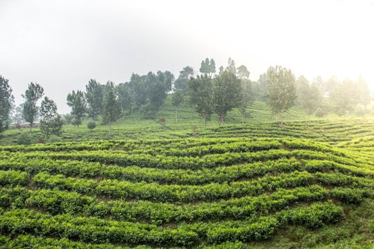 Local farmers planting young trees on a misty hillside near Borobudur temple.