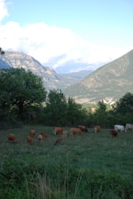 A rustic farm scene showing healthy livestock grazing peacefully under a bright sky, capturing the essence of afrilanga's heritage.