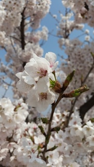 Delicate cherry blossoms in full bloom with soft white petals and hints of pink against a clear blue sky. The branches are adorned with clusters of flowers, creating a serene and picturesque scene of springtime beauty.