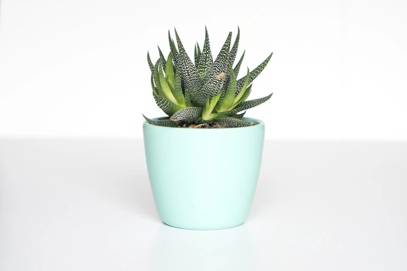 Maceta Cerámica Minimalista