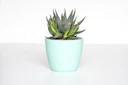 Indoor Plants & Urban Jungle Gardeners
