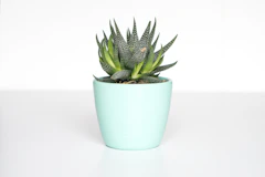 Potted plant