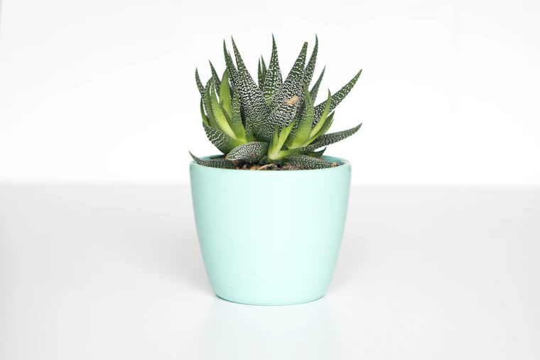 Metal & Zinc Planters