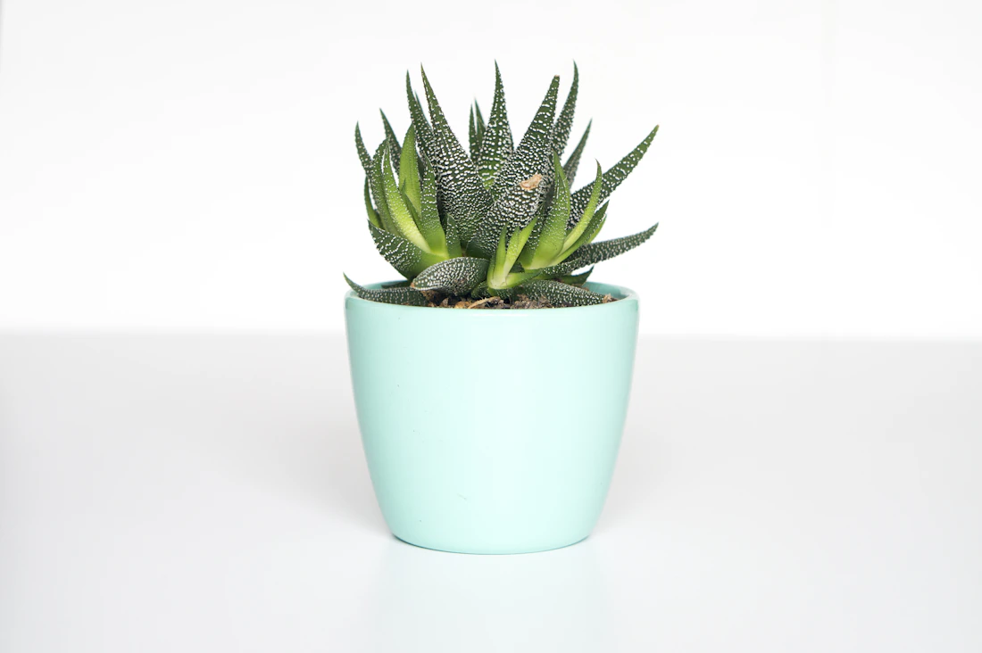 Premium potted plants arranged in a bright plant shop