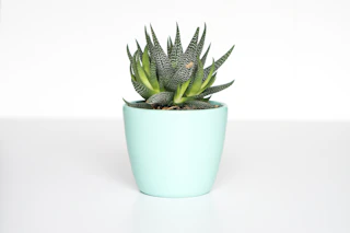 Plants & Pots