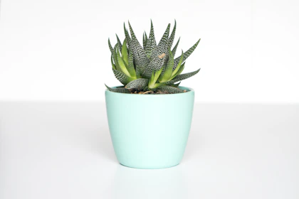 Healthy green plant in a white pot