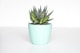 Professional plant consultation icon