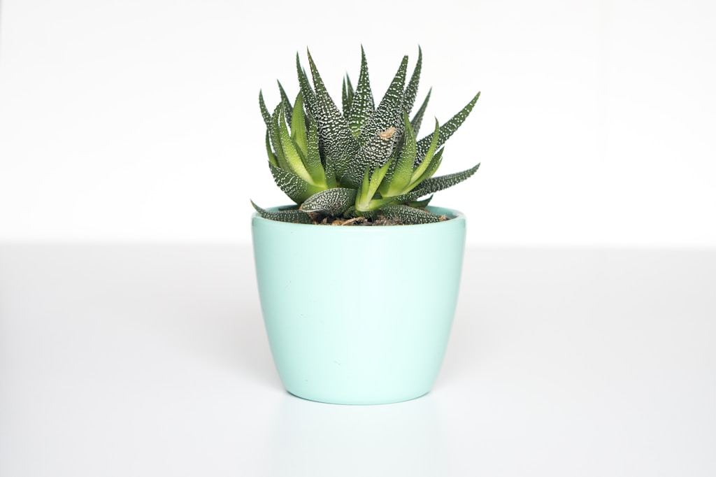 Succulent in teal ceramic vase: indoor plants for balcony