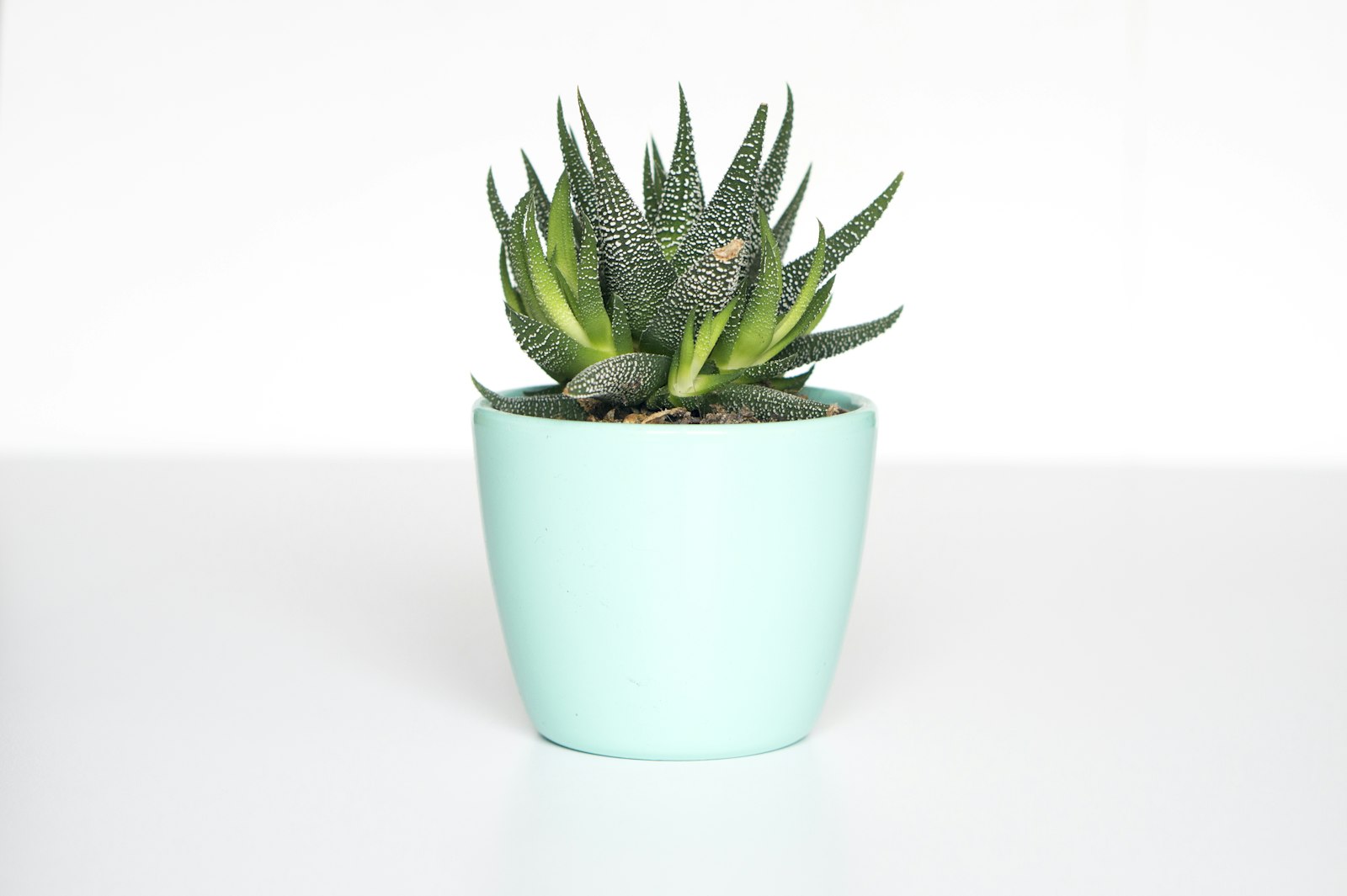 Sony Alpha a5000 (ILCE 5000) + E 50mm F1.8 OSS sample photo. Green succulent in teal photography