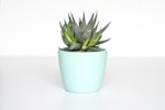 Mini Plants