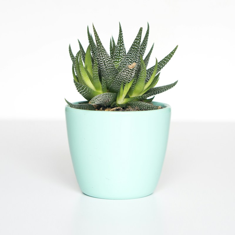 Ceramic Planter Set - Image 1