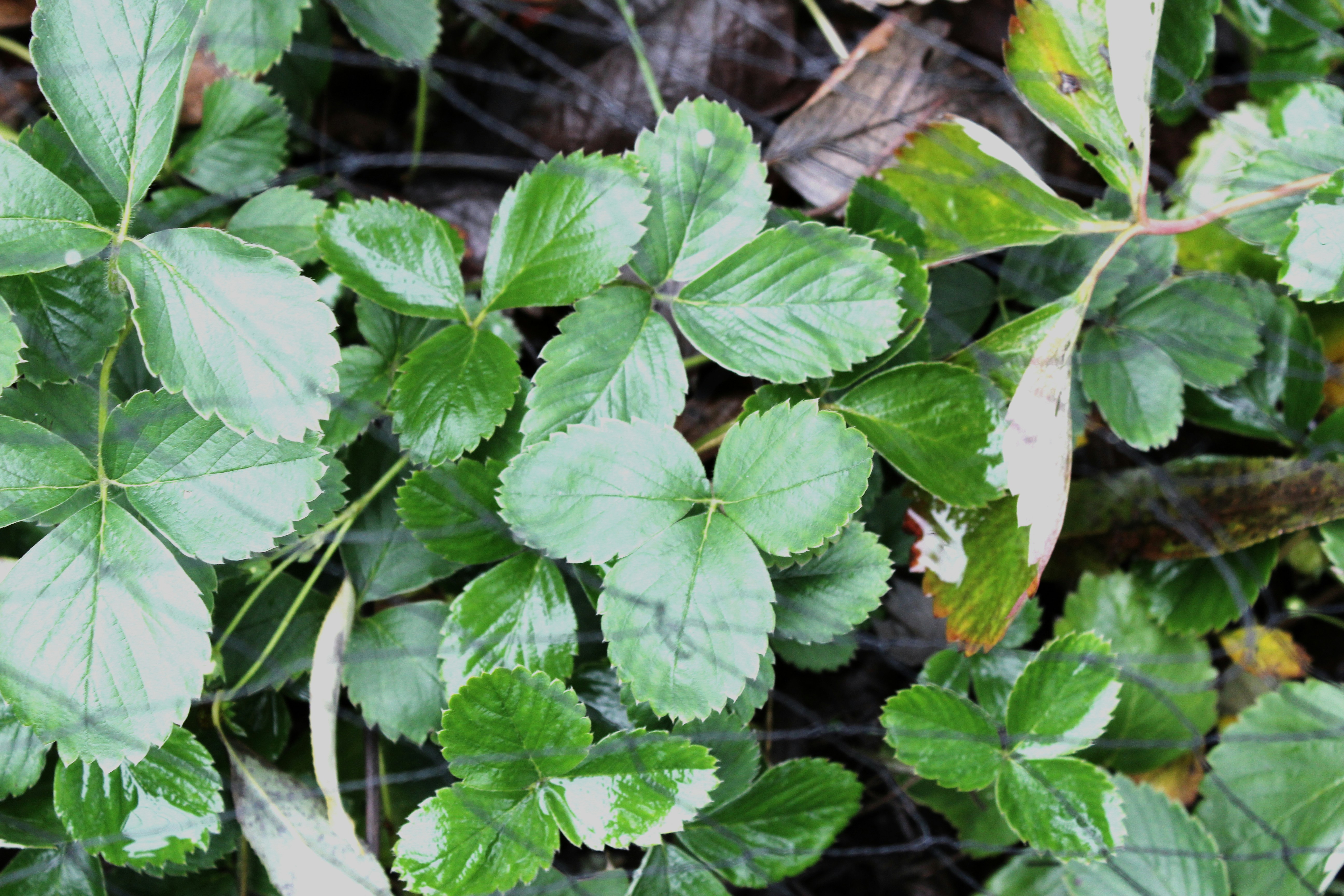 Free Unsplash photo from Fleur Treurniet