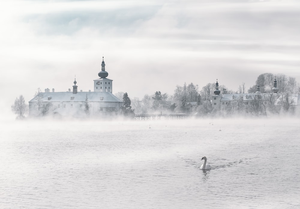 swan swimming on body of water