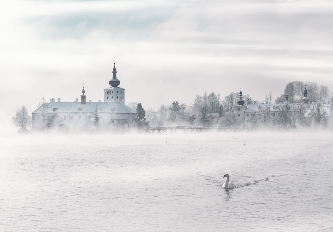 swan swimming on body of water, Approaching swan —<p></figure>As also luck</p><p>it shows interest for a short while.