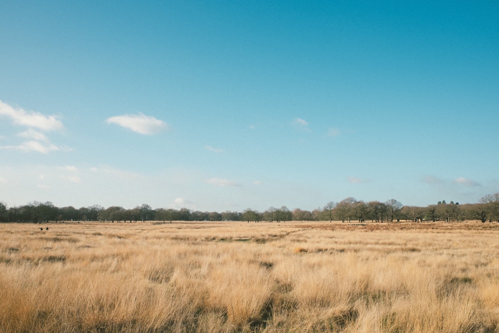 brown field during daytime