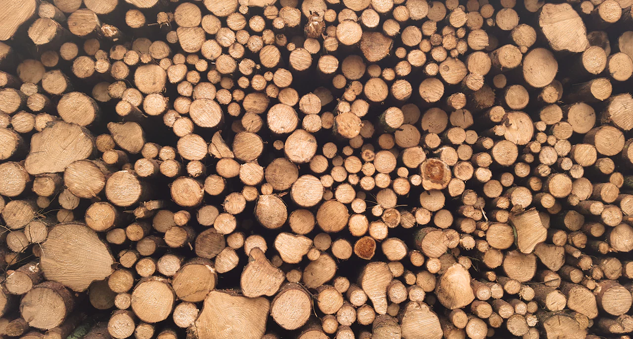 End grain of a large stack of round logs