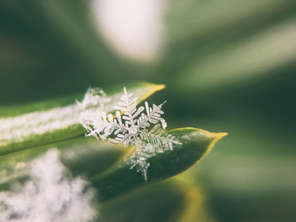 focus photo of snowflakes