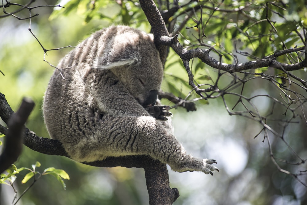 Oso koala gris en un árbol