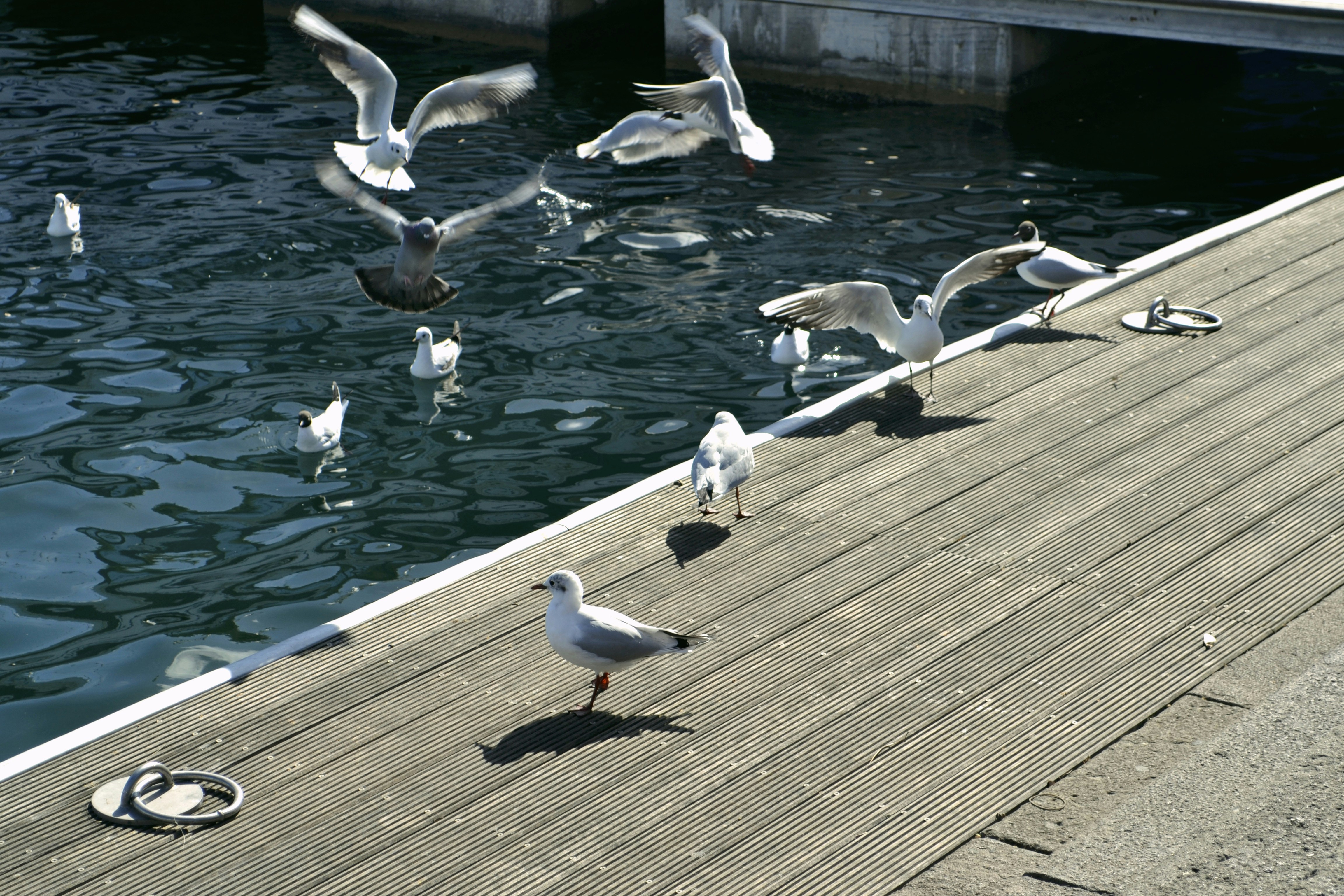 Free Unsplash photo from Gra Barberi