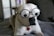 white and brown short coated dog wearing black sunglasses