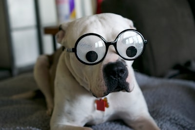 white and brown short coated dog wearing black sunglasses silly zoom background