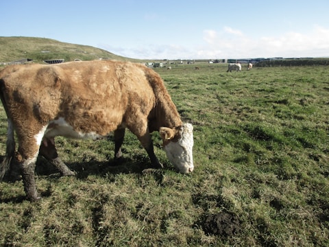 A healthy cow grazing on lush green pasture under a bright blue sky in Montería.