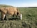 Close-up of healthy cattle grazing on lush green pasture under a clear sky.