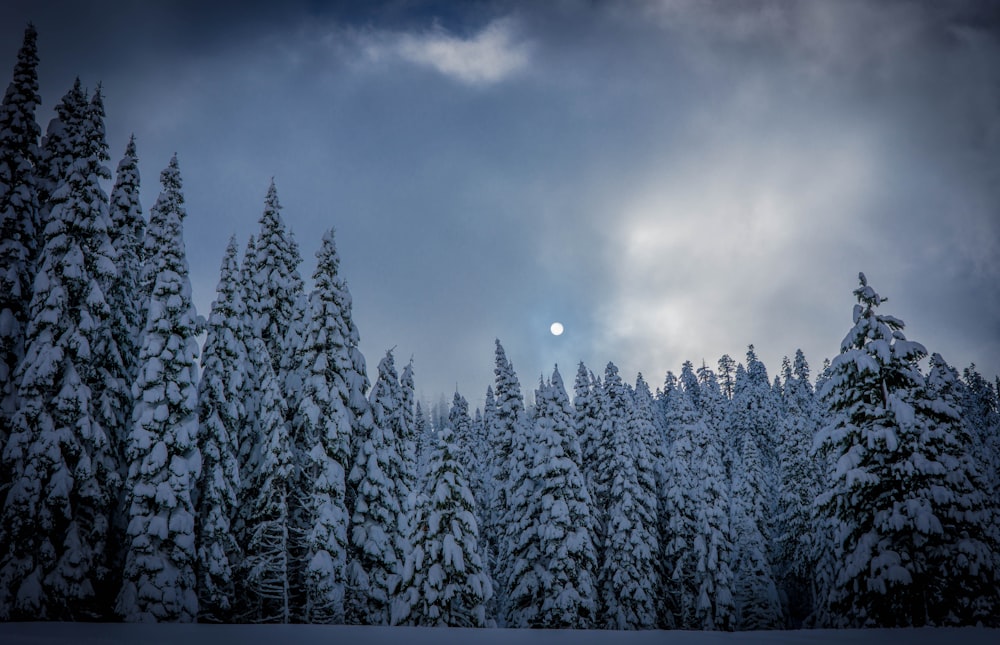 green leafed trees covered by snow under the cloudy sky