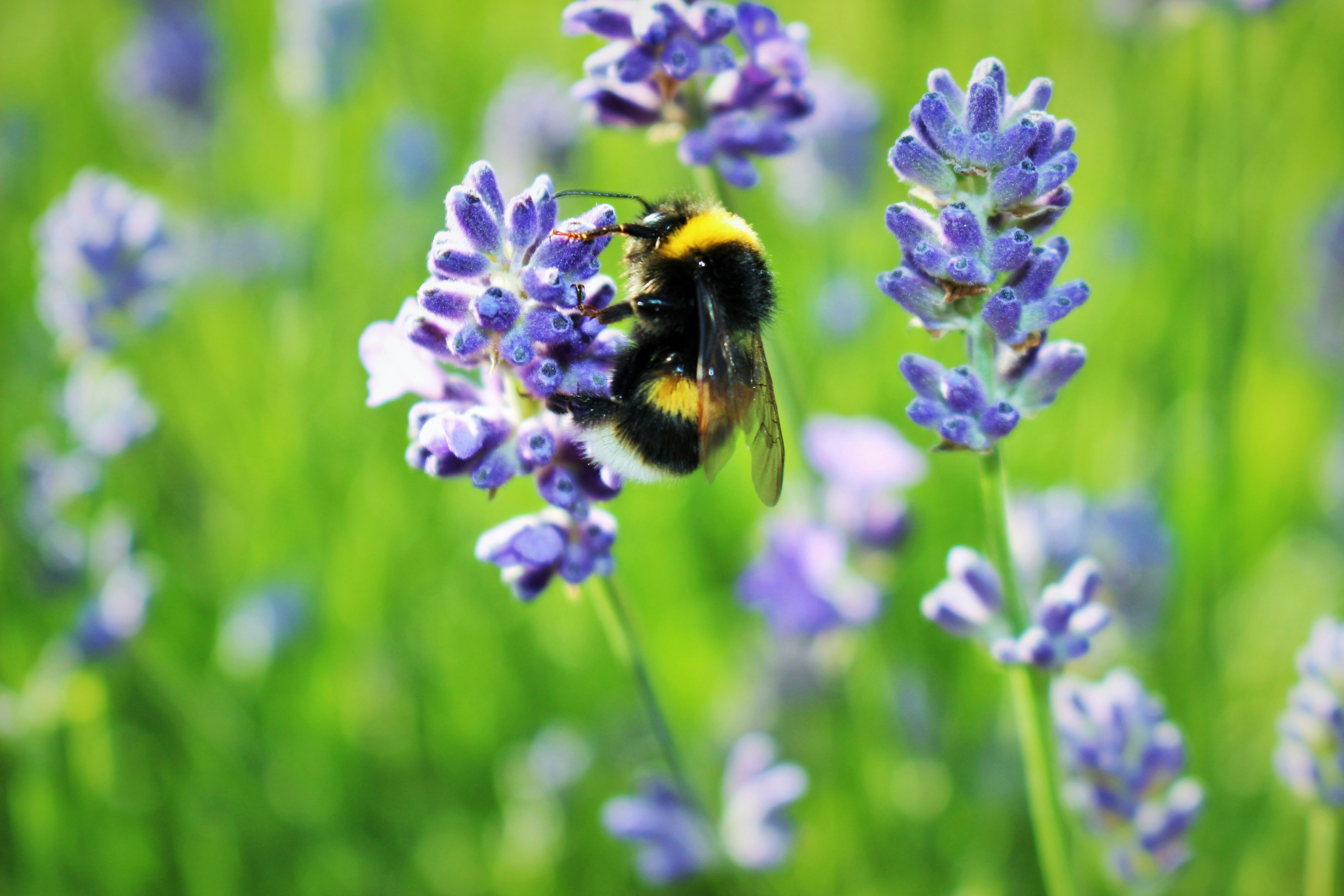 Free Unsplash photo from Tia Goddin