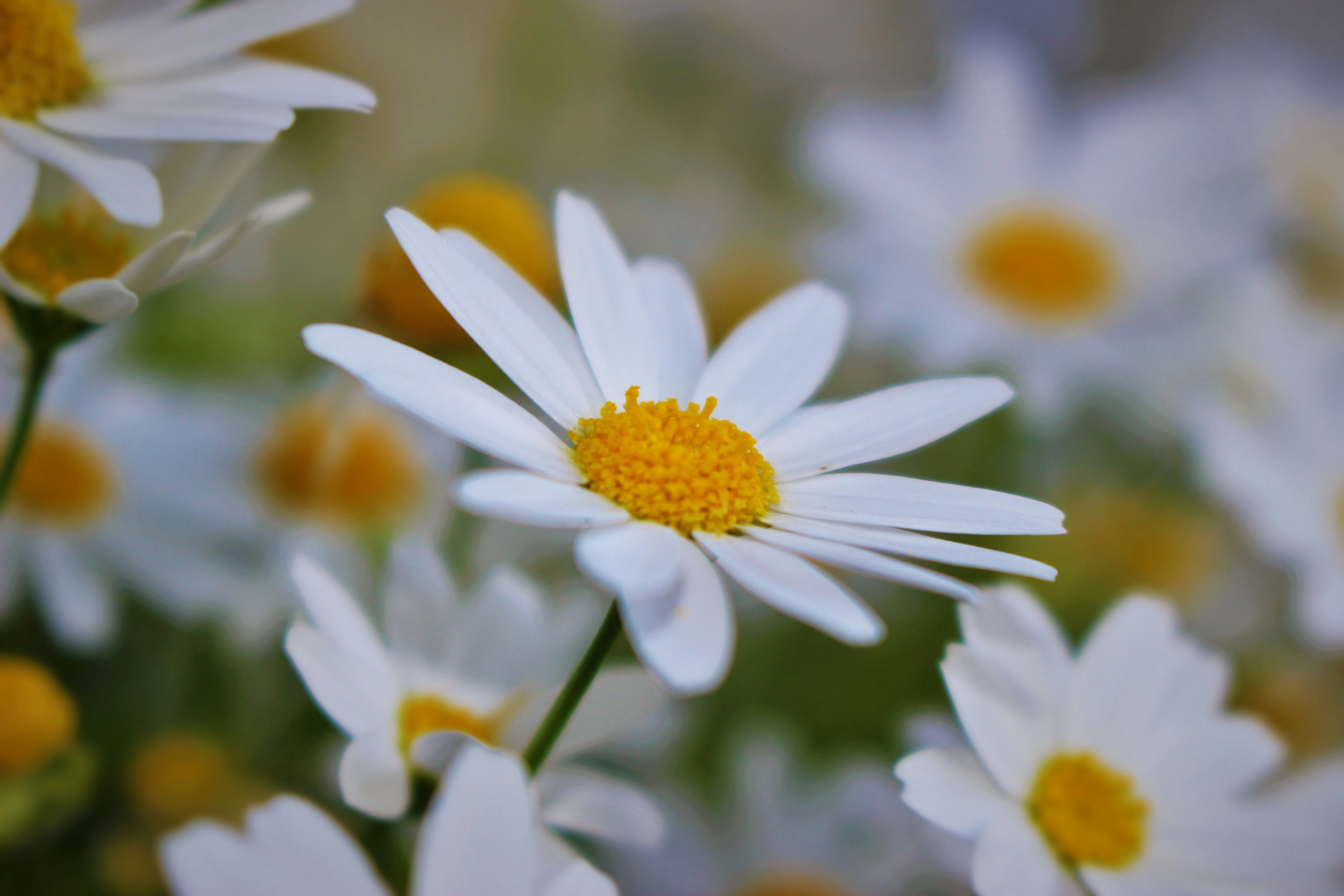 Free Unsplash photo from Tia Goddin