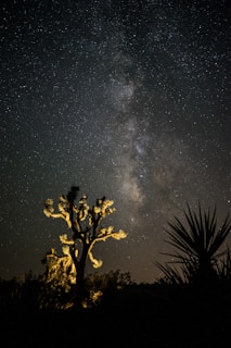 A silhouetted Joshua tree is partially illuminated with a backdrop of the Milky Way galaxy stretching across a starry night sky. The landscape is serene and profound, with intricate details of the universe visible against the dark sky.