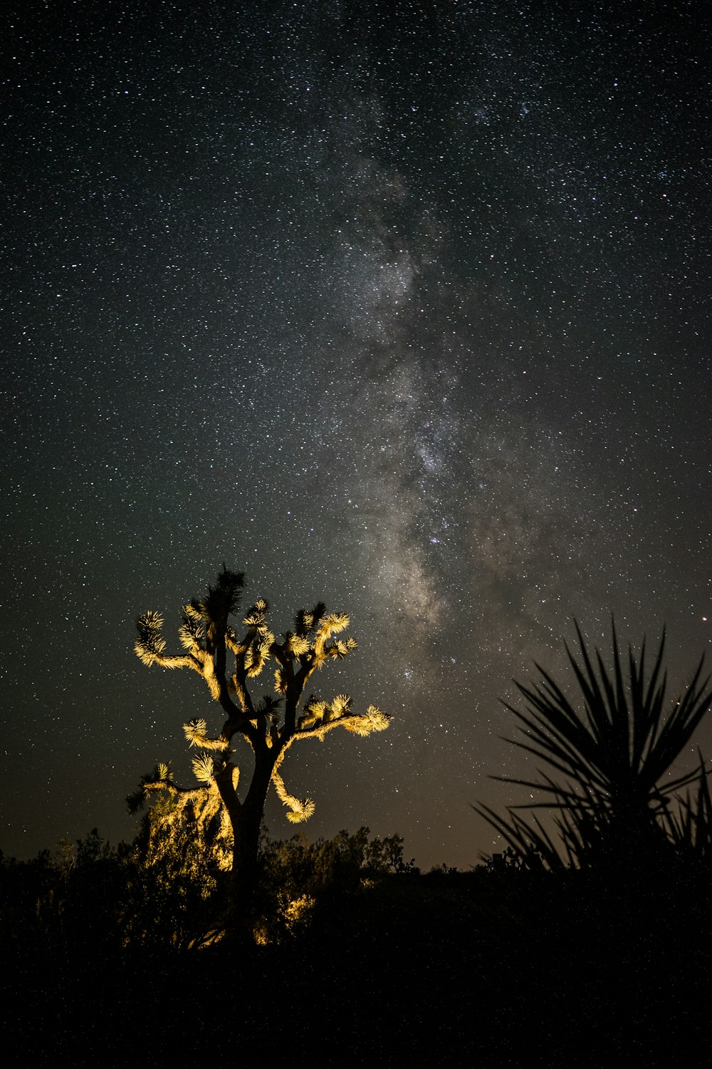 photo d’un arbre illuminé et d’étoiles