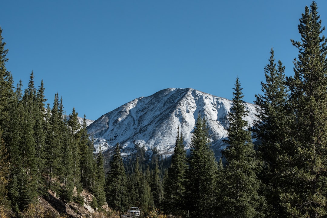 trees in front of glacier mountain