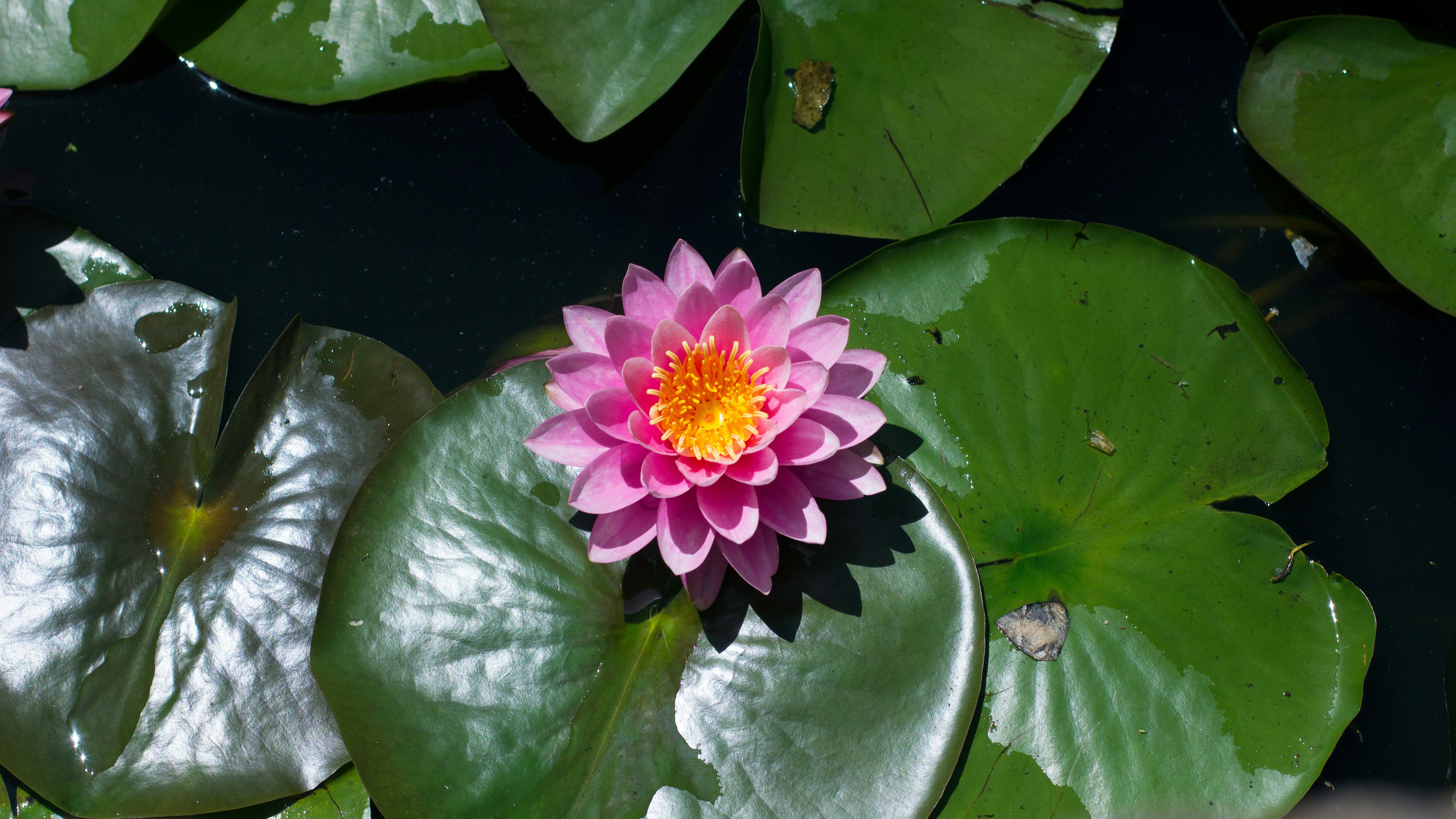 Free Unsplash photo from Rushi Mahant