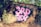 Graffiti art displaying the text '3RD FDP' in bright pink and purple colors on a weathered wall. The wall is surrounded by lush green vegetation, with sunlight filtering through, casting shadows on the surface.