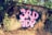 Graffiti art displaying the text '3RD FDP' in bright pink and purple colors on a weathered wall. The wall is surrounded by lush green vegetation, with sunlight filtering through, casting shadows on the surface.