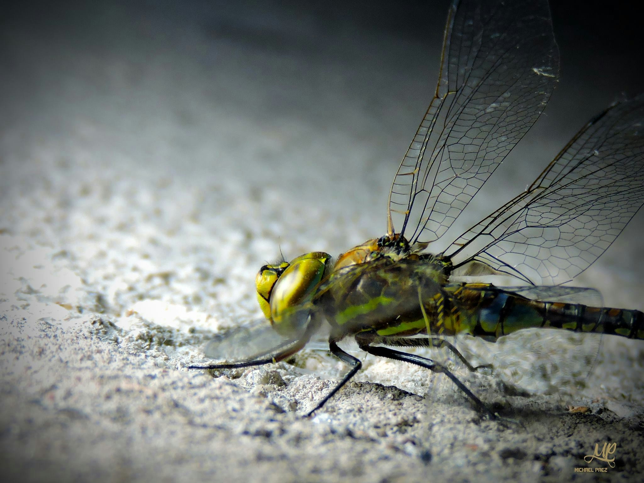 Free Unsplash photo from Leonardo Pablo Michael Paez